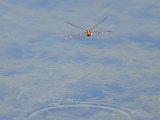 DSCB_3672.jpg