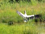 DSCB_3712.jpg