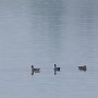 Canards siffleurs.