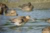dsc04700_small.jpg