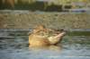 dsc04751_small.jpg