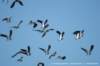 dscb_4905_small.jpg