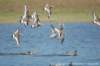 dscb_4933_small.jpg