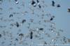 dscb_4947_small.jpg