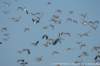 dscb_4955_small.jpg