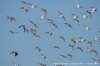 dscb_4958_small.jpg