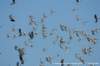 dscb_4981_small.jpg