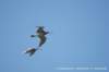 dscb_5010_small.jpg