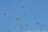 dscb_5024_small.jpg