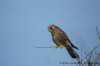 dsc03384_small.jpg
