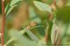 dscb_2055_small.jpg