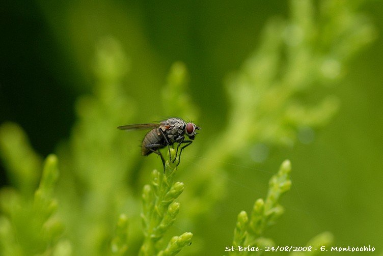 dscb_2159.jpg