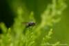 dscb_2159_small.jpg