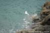 dscb_2199_small.jpg