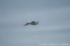 dscb_2254_small.jpg