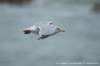 dscb_2284_small.jpg