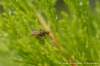 dscb_2294_small.jpg