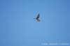 dscb_2387_small.jpg