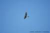 dscb_2400_small.jpg